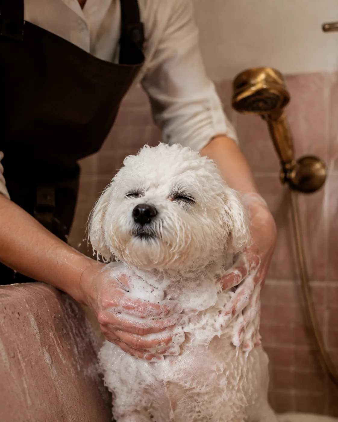 A bichon frise, eyes closed, being lathered during a warm bath